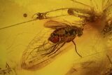 Fossil Mayfly (Ephemeroptera) & Fly (Diptera) In Baltic Amber #84585-2